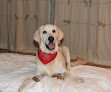 Pet boarding services Brooksville Acres Pet Resort & Spa in Brooksville in Florida