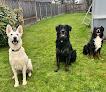 Pet boarding services Browning's Dog Ranch-tails Inn in Eugene in OR