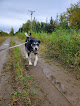Pet boarding services Bub's Pups in Sterling in Alaska
