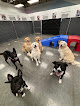 Pet boarding services Buddies: Pet Daycare, Boarding And Grooming in Las Vegas in Nevada
