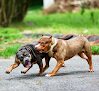 Pet boarding services Burrnationk9s ️ in Little Rock in Arkansas