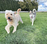 Pet boarding services C R Ranch in Modesto in CA