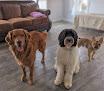 Pet boarding services Cage Free Doggy Hotel, Roswell, Atlanta in Roswell in Fulton