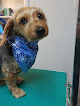 Pet boarding services Cajun Canine Pet Grooming & Boarding in Houma in Louisiana