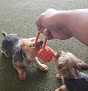 Pet boarding services California Pampered Pooches in Vallejo in Vallejo