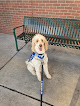 Pet boarding services California Service Dog Academy in Visalia in CA