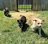 Pet boarding services Calypso Kennels in Fredericksburg in Stafford