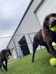 Pet boarding services Camp Barkansas in Hot Springs in Arkansas