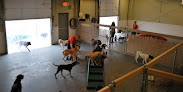 Pet boarding services Camp Bow Wow Austin in Austin in Travis