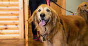 Pet boarding services Camp Bow Wow Baton Rouge in Baton Rouge in Louisiana