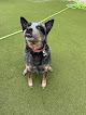 Pet boarding services Camp Bow Wow Carmel in Carmel in Indiana