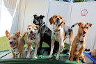 Pet boarding services Camp Bow Wow Columbia Md in Columbia in Maryland