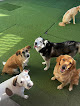 Pet boarding services Camp Bow Wow Covington in Covington in Louisiana