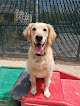 Pet boarding services Camp Bow Wow Elmwood Park in Elmwood Park in Bergen