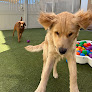 Pet boarding services Camp Bow Wow Henderson in Henderson in Nevada
