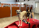 Pet boarding services Camp Bow Wow Hutto in Hutto in Williamson