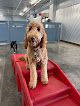 Pet boarding services Camp Bow Wow Joliet in Plainfield in Will