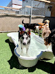 Pet boarding services Camp Bow Wow Las Vegas in Las Vegas in Nevada