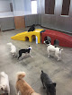Pet boarding services Camp Bow Wow Lincoln in Lincoln in Nebraska