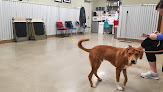 Pet boarding services Camp Bow Wow Mid-city New Orleans in New Orleans in Louisiana
