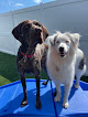 Pet boarding services Camp Bow Wow Nashville - Downtown in Berry Hill in Tennessee
