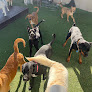 Pet boarding services Camp Bow Wow New Orleans in New Orleans in Louisiana