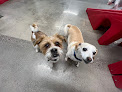 Pet boarding services Camp Bow Wow North Phoenix in Phoenix in Arizona