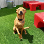 Pet boarding services Camp Bow Wow Smyrna in Smyrna in Rutherford