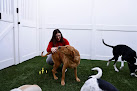 Pet boarding services Camp Bow Wow Southport in Indianapolis in Indiana