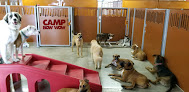 Pet boarding services Camp Bow Wow Summerlin in Las Vegas in Nevada