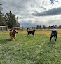 Pet boarding services Camp Canine Dog Daycare And Boarding in Bend in Oregon