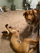 Pet boarding services Camp Cheeney Creek in Fishers in Indiana