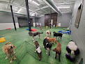 Pet boarding services Camp Diggity Dogs in Hot Springs National Park in Arkansas