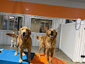 Pet boarding services Camp Happy Tails in Benton in Arkansas