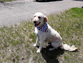 Pet boarding services Camp K-9 & K-9 Cuts in Forest Lake in MN
