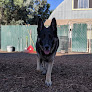 Pet boarding services Camp K-9 Of Marin in Corte Madera in California