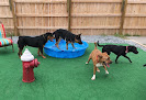 Pet boarding services Camp Mutt Dog Training & Boarding in Jacksonville in NC