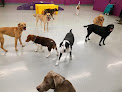 Pet boarding services Camp Ruff It Doggie Daycare & Boarding in Carol Stream in IL