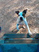Pet boarding services Camp Ruff-n-more in Kingsport in Sullivan