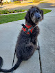 Pet boarding services Camp Sit Stay in Perry in GA
