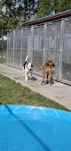 Pet boarding services Camp Waggin Tails in Woodbine in Camden