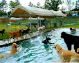 Pet boarding services Camp Wagging Tails in Cornelius in Mecklenburg