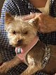 Pet boarding services Canine Cabins Resort in Bentonville in Arkansas