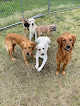 Pet boarding services Canine Coach Academy in Glenburn in Maine