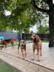 Pet boarding services Canine Condoz And Playcare in Jackson in Cape Girardeau