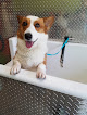 Pet boarding services Canine Connection in New Orleans in Louisiana