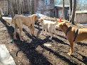 Pet boarding services Canine Cottage in Belmont in New Hampshire