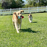Pet boarding services Canine Country Club in Queenstown in Queenstown, MD