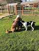 Pet boarding services Canine Country Club in Roseburg in OR