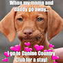 Pet boarding services Canine Country Club & Feline Inn (paws & Claws) in Northport in Waldo